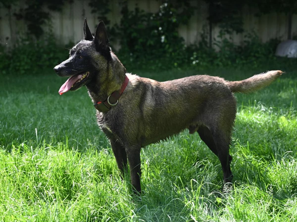 PAXTON, male 7yo Mixed Breed for adoption at SPA de Saverne