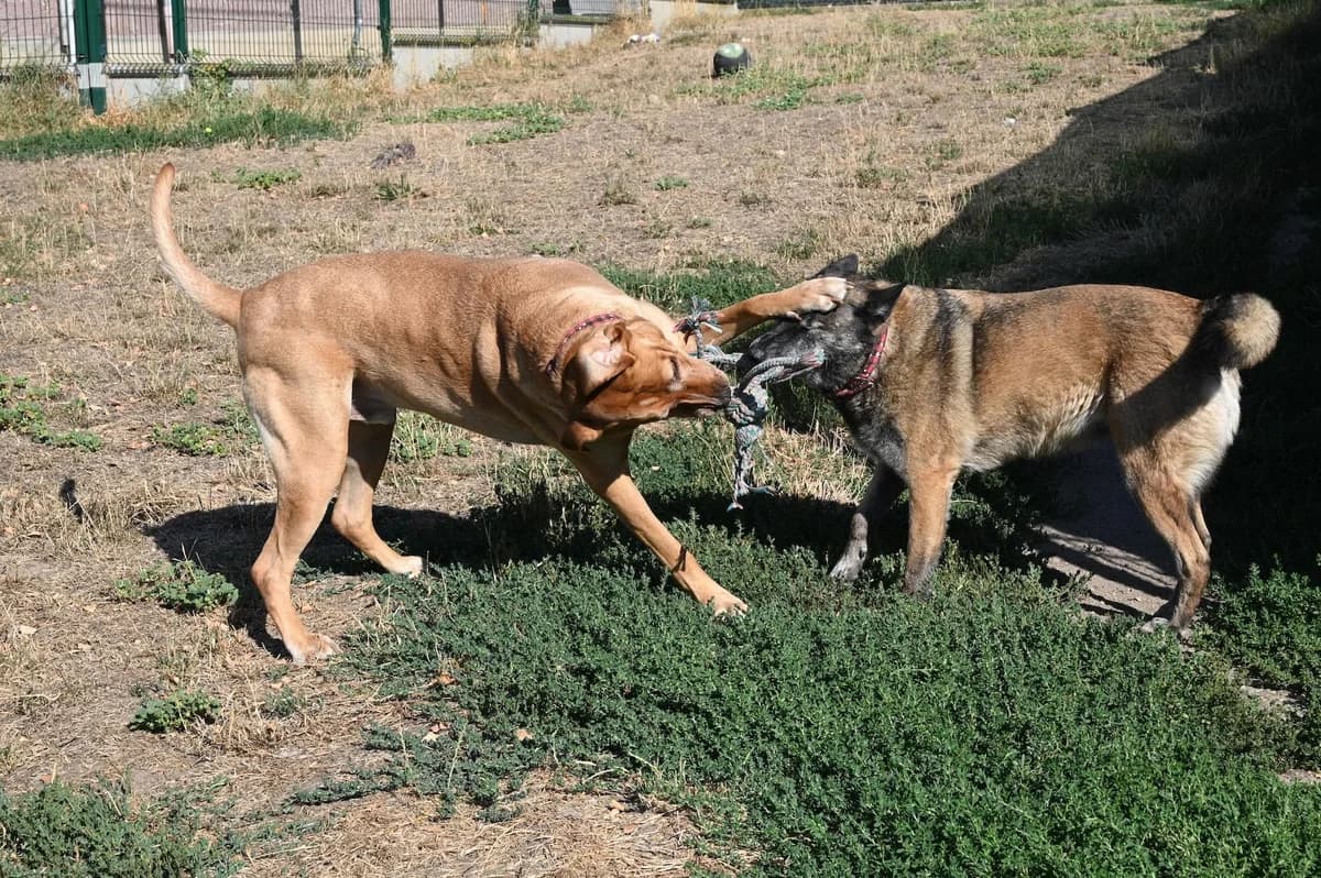 RAMSES, male 6yo Mixed Breed for adoption at SPA de Saverne