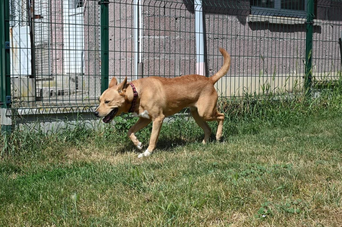 TOFFI, male young Mixed Breed for adoption at SPA de Saverne