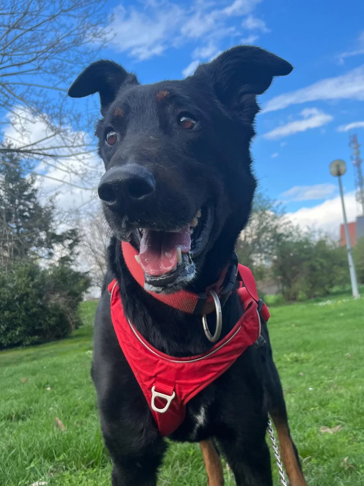 TOM, male senior Mixed Breed for adoption at SPA de Saverne