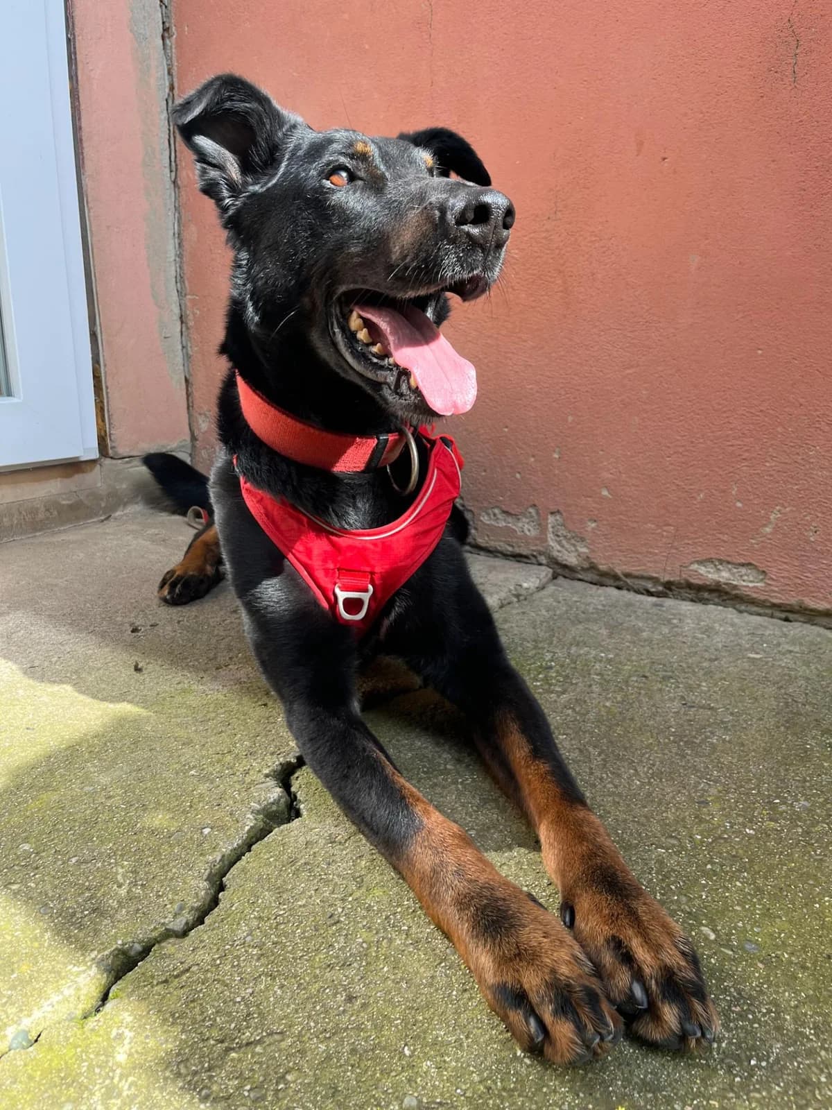 TOM, male senior Mixed Breed for adoption at SPA de Saverne