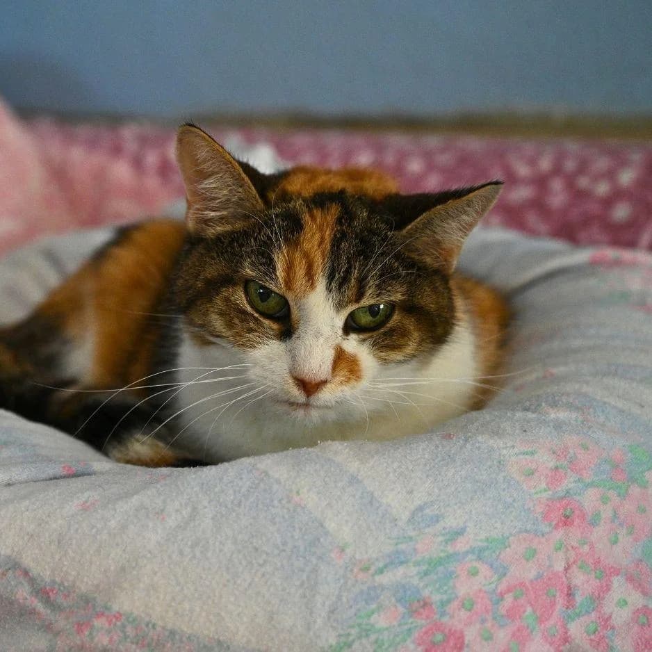 HISTOIRE ET DESCRIPTION, female 6yo Mixed Breed for adoption at SPA de Saverne