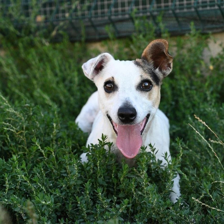 UPSA, female 3yo Mixed Breed for adoption at SPA de Saverne