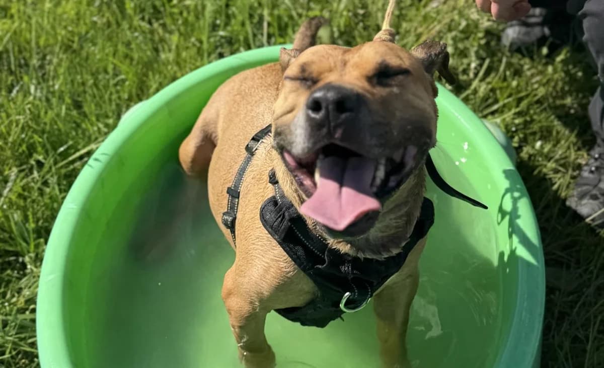 SHENZI, female senior Shar Pei for adoption at SPA Thionville, Thionville