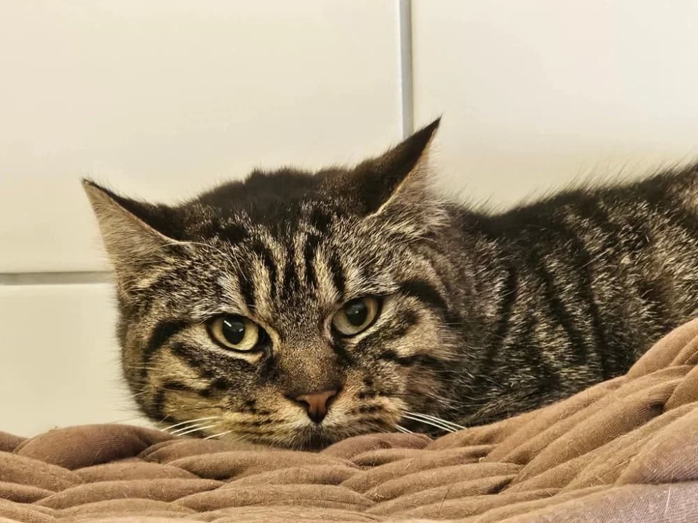 MINOUCHA, female senior mixed breed for adoption at SPA Thionville, Thionville