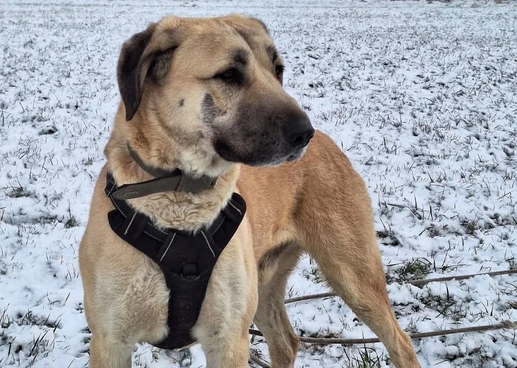 Aspro, male young mixed breed for adoption at SPA Thionville, Thionville