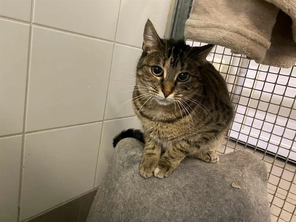 GINA, female 5yo mixed breed for adoption at SPA Thionville, Thionville