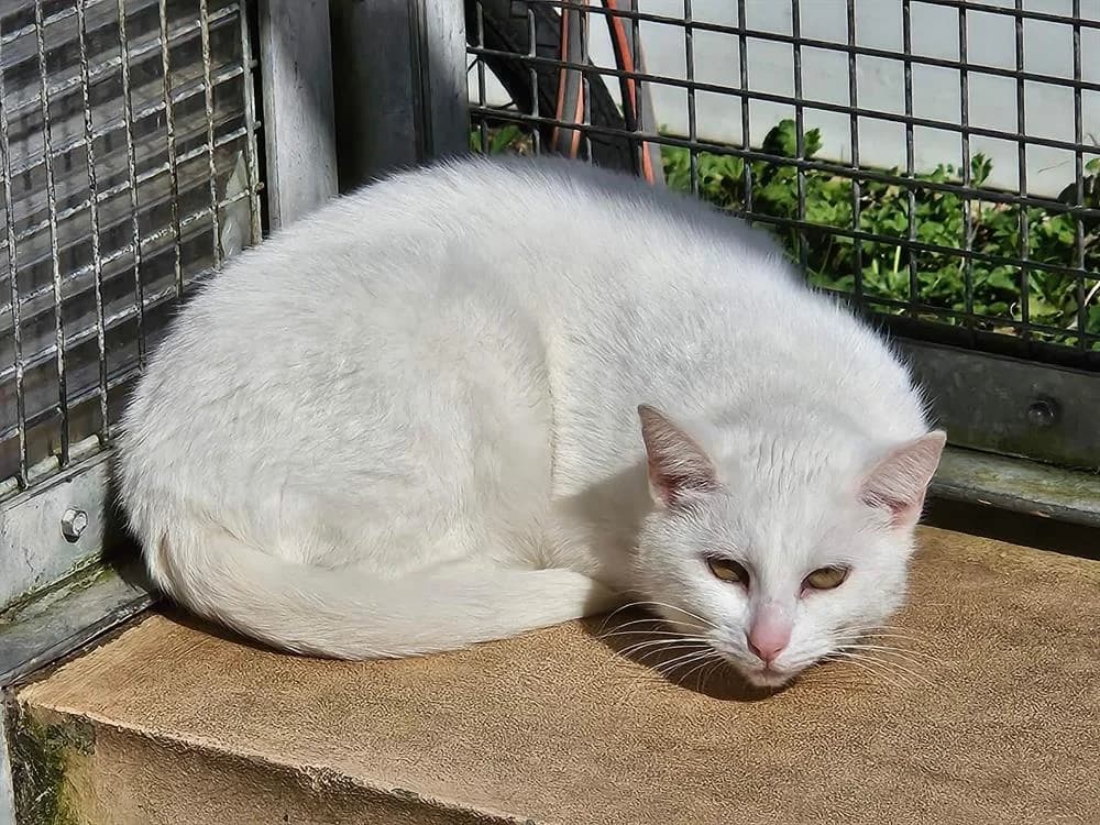 MACARON, male young mixed breed for adoption at SPA Thionville, Thionville