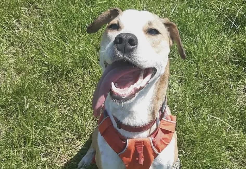 AYLA, female young mixed breed for adoption at SPA Thionville, Thionville