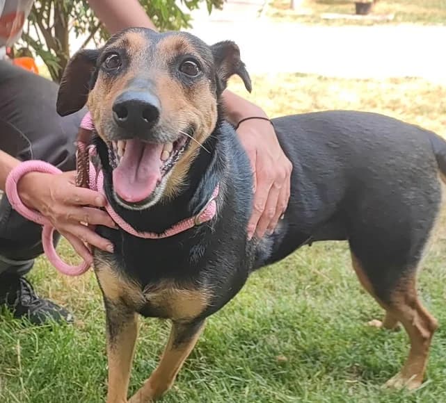 LUNA, female senior mixed breed for adoption at SPA Thionville, Thionville