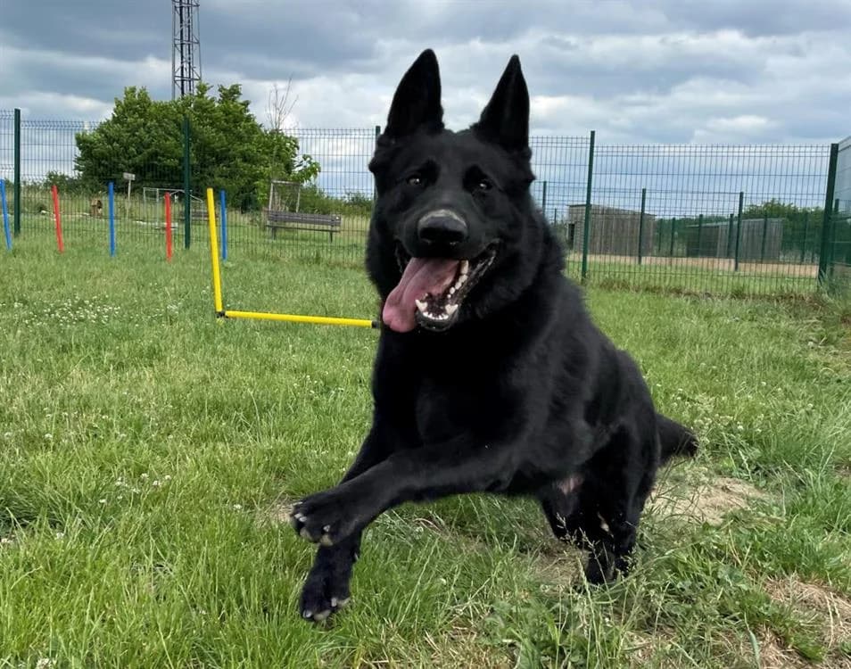 VENOM, male young German Shepherd for adoption at SPA Thionville, Thionville