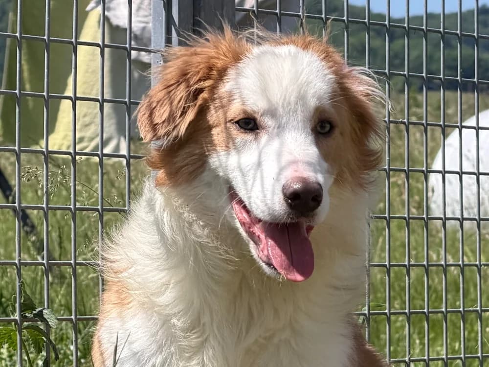 NELSON, male young Border Collie for adoption at SPA Thionville, Thionville