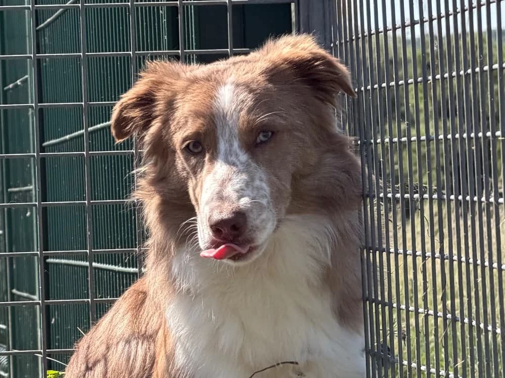 CASPER, male young Mixed Breed for adoption at SPA Thionville, Thionville