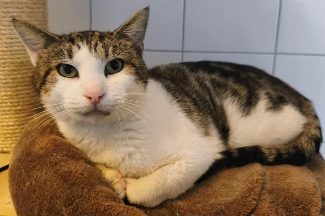 Honey, male 4yo Mixed Breed for adoption at SPA Thionville, Thionville