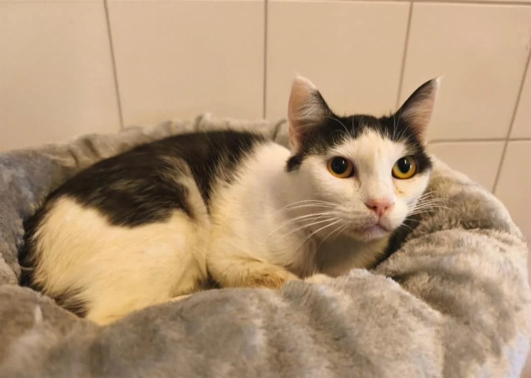 Bichette, female 6yo Mixed Breed for adoption at SPA Thionville, Thionville