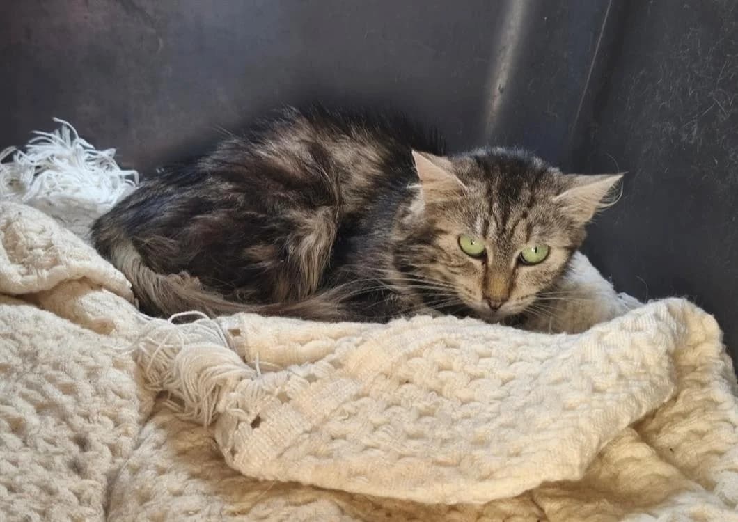 VICTOIRE, female senior Mixed Breed for adoption at SPA Thionville, Thionville