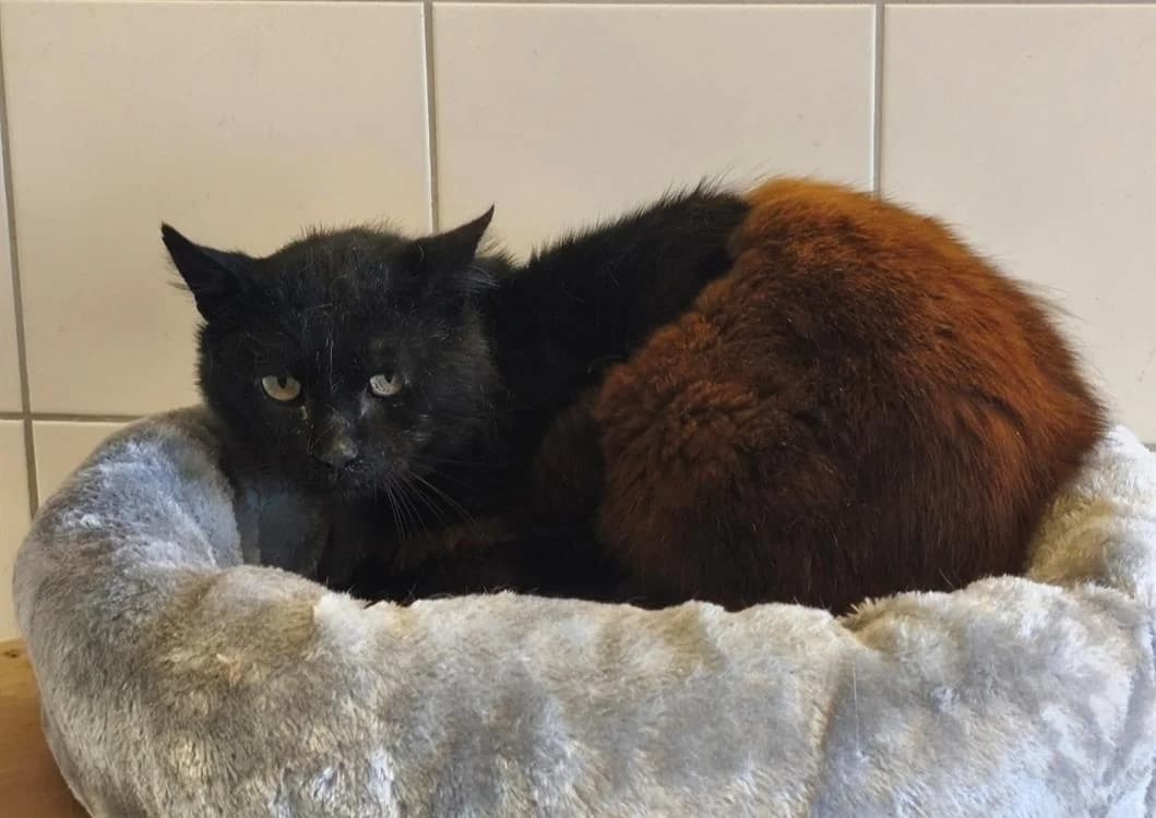 MECANO, male senior Mixed Breed for adoption at SPA Thionville, Thionville