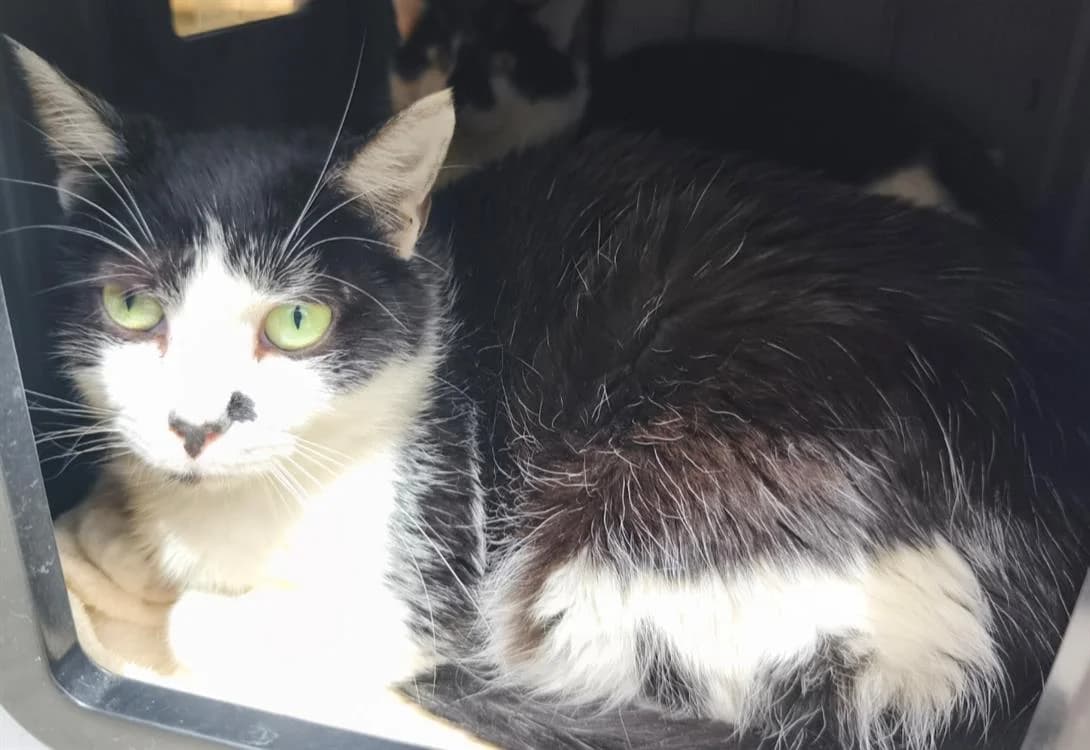 CHAPLIN, male 5yo Mixed Breed for adoption at SPA Thionville, Thionville