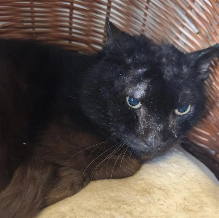MAKALU, male senior Mixed Breed for adoption at SPA Thionville, Thionville