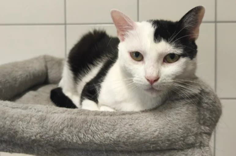 ARIA, female 3yo Mixed Breed for adoption at SPA Thionville, Thionville