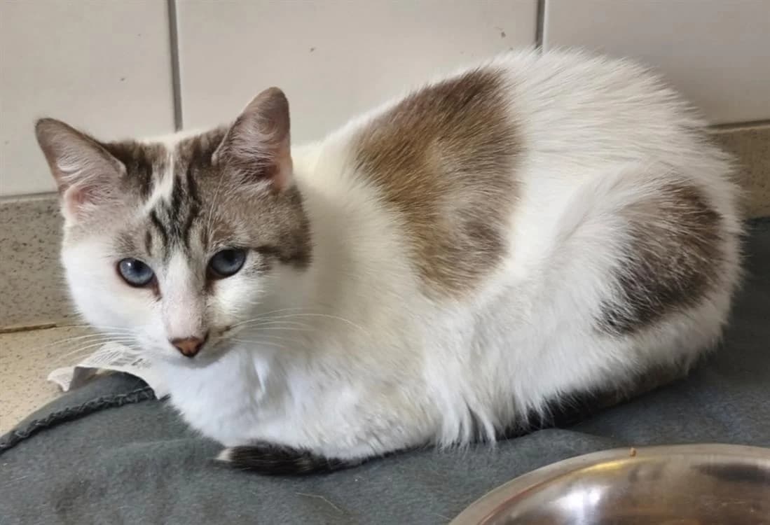 Harry, male 5yo Mixed Breed for adoption at SPA Thionville, Thionville