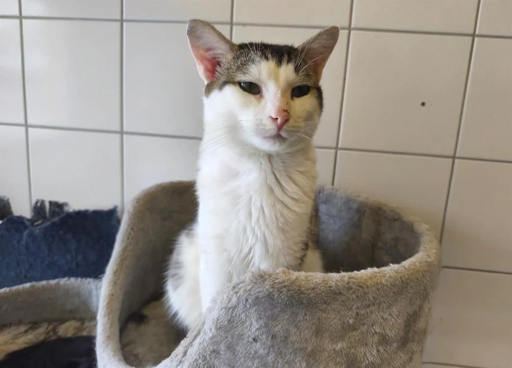CLARENCE, male 4yo Mixed Breed for adoption at SPA Thionville, Thionville