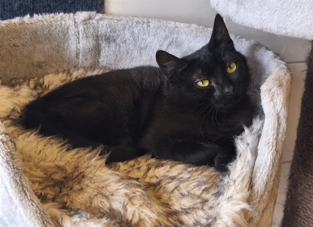 CACAHUETE - RESERVEE, female 3yo Mixed Breed for adoption at SPA Thionville, Thionville