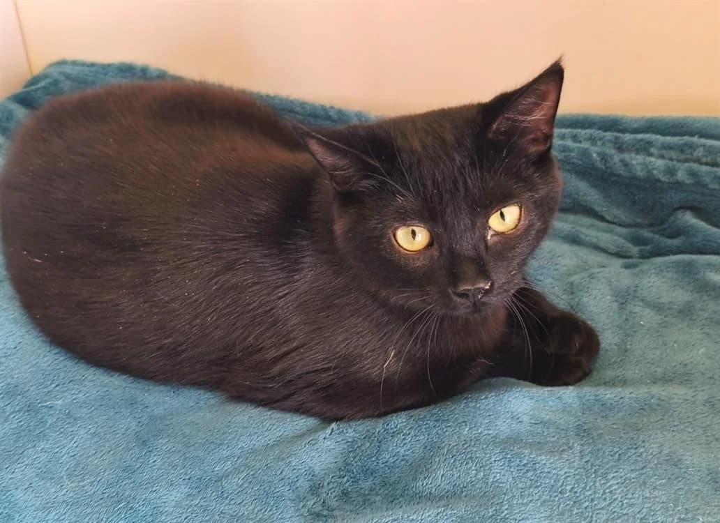 OREO, male 3yo Mixed Breed for adoption at SPA Thionville, Thionville