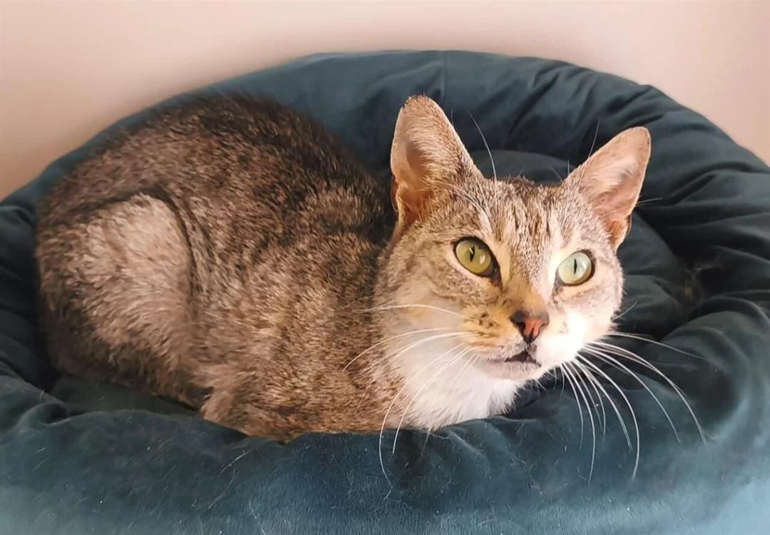 GIULIA, female senior Mixed Breed for adoption at SPA Thionville, Thionville