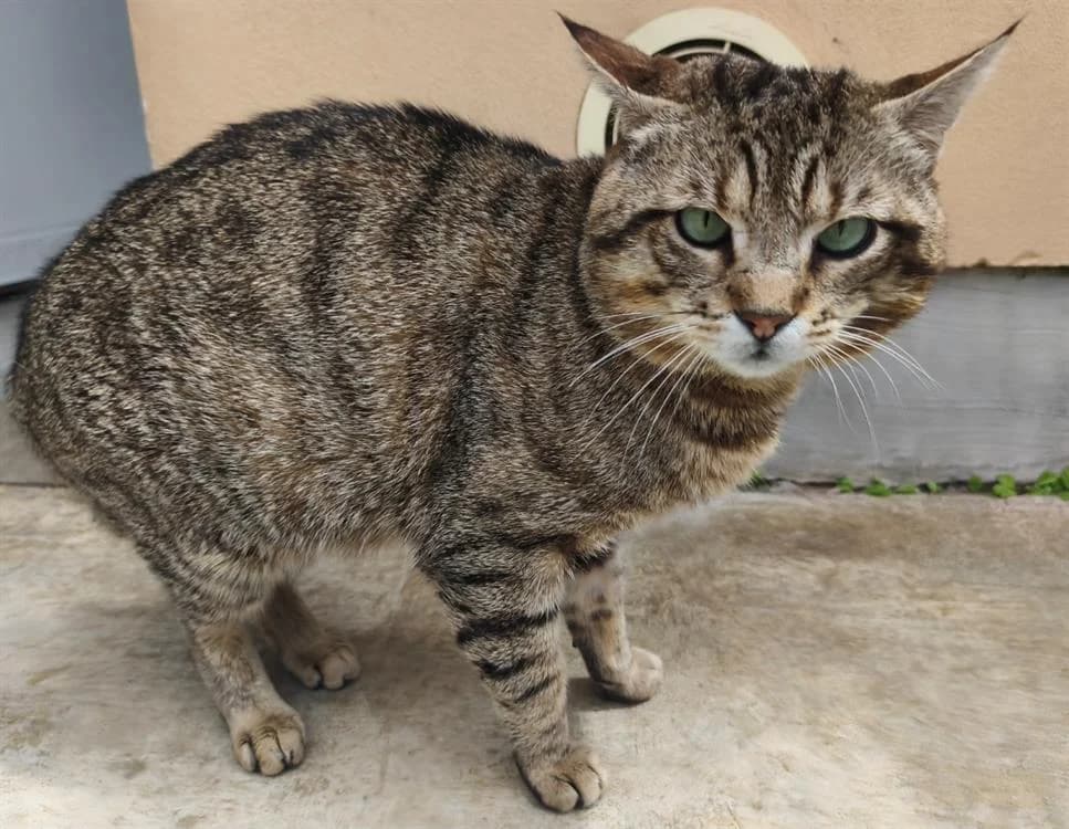 MARLOW, male 4yo Mixed Breed for adoption at SPA Thionville, Thionville