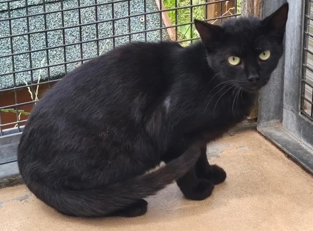 ELIE, male 6yo Mixed Breed for adoption at SPA Thionville, Thionville