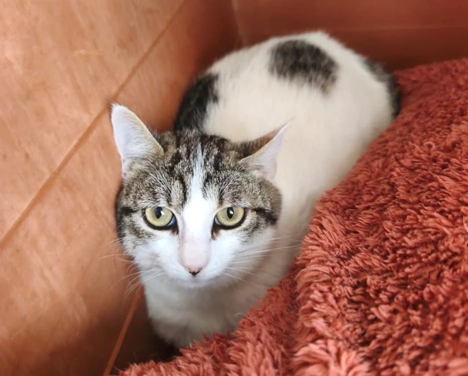 MOUNIE, female 3yo Mixed Breed for adoption at SPA Thionville, Thionville