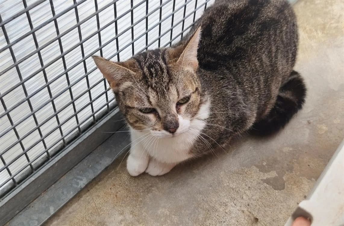 CRYSTALE, female 6yo Mixed Breed for adoption at SPA Thionville, Thionville