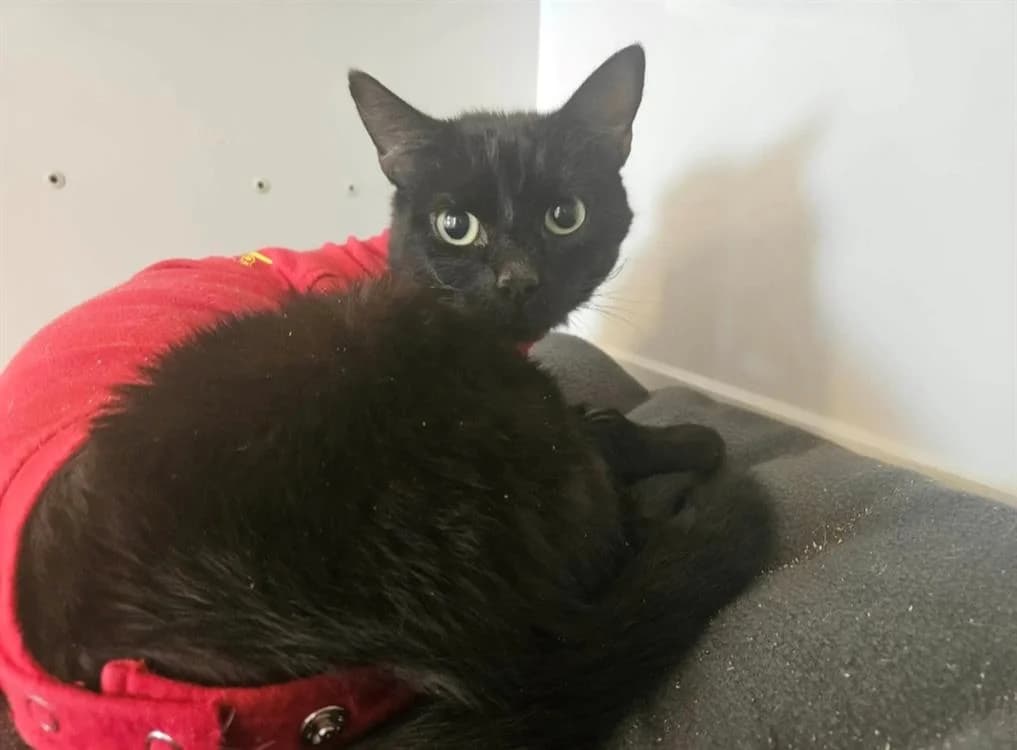 SAMINA, female Mixed Breed for adoption at SPA Thionville, Thionville