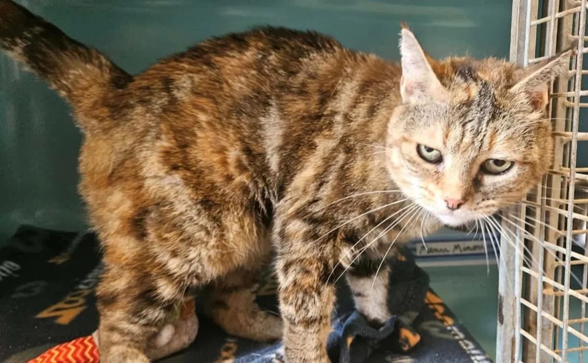 MEMERE, female senior Mixed Breed for adoption at SPA Thionville, Thionville