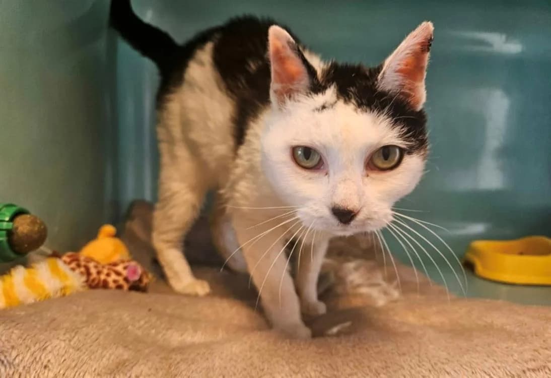 CERISE, female senior Mixed Breed for adoption at SPA Thionville, Thionville