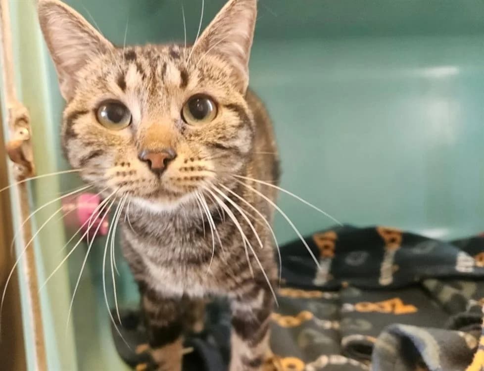 LILA, female young Mixed Breed for adoption at SPA Thionville, Thionville
