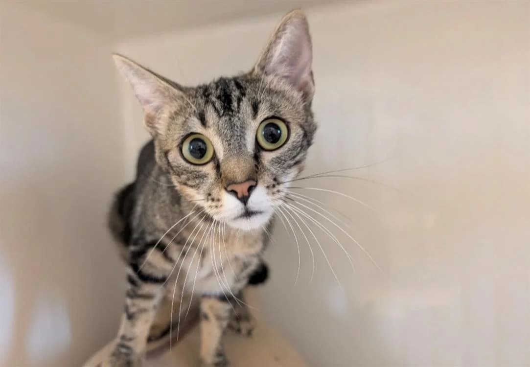 LOUNA, female Mixed Breed for adoption at SPA Thionville, Thionville
