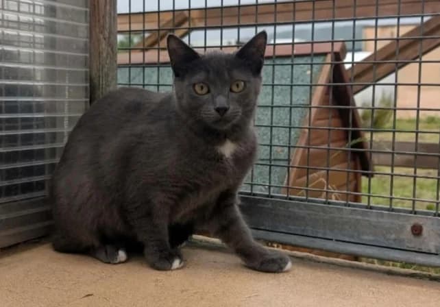 PEPPER, female young Mixed Breed for adoption at SPA Thionville, Thionville