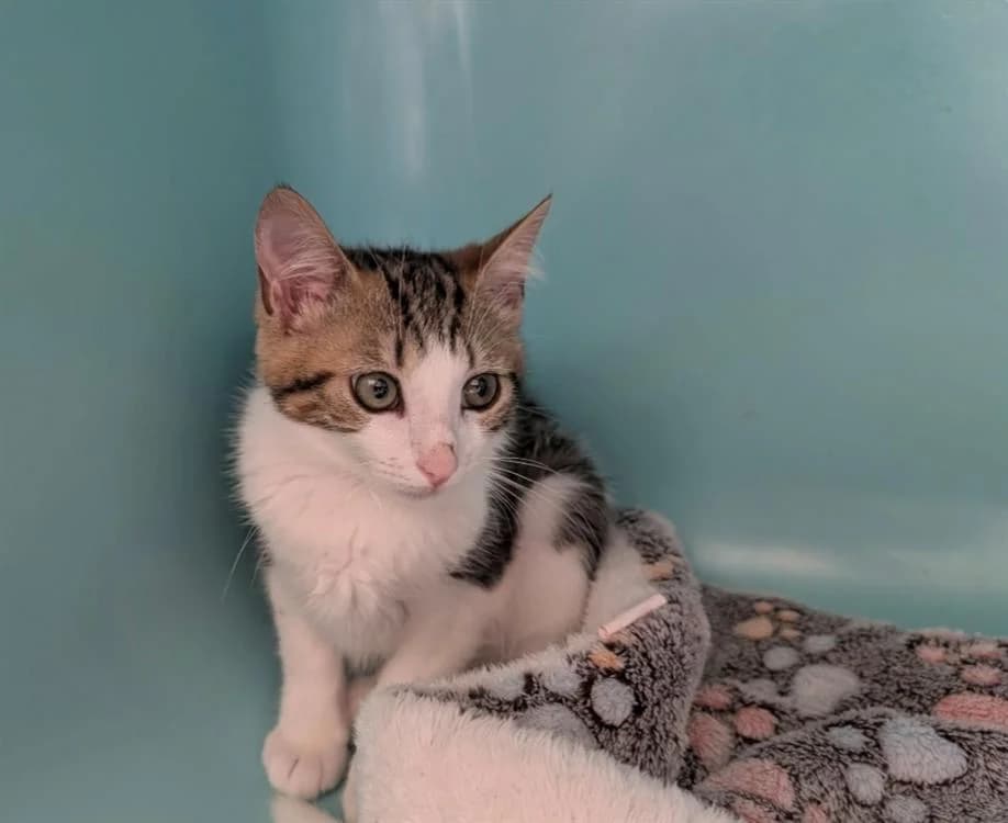 TOUTIM, female Mixed Breed for adoption at SPA Thionville, Thionville
