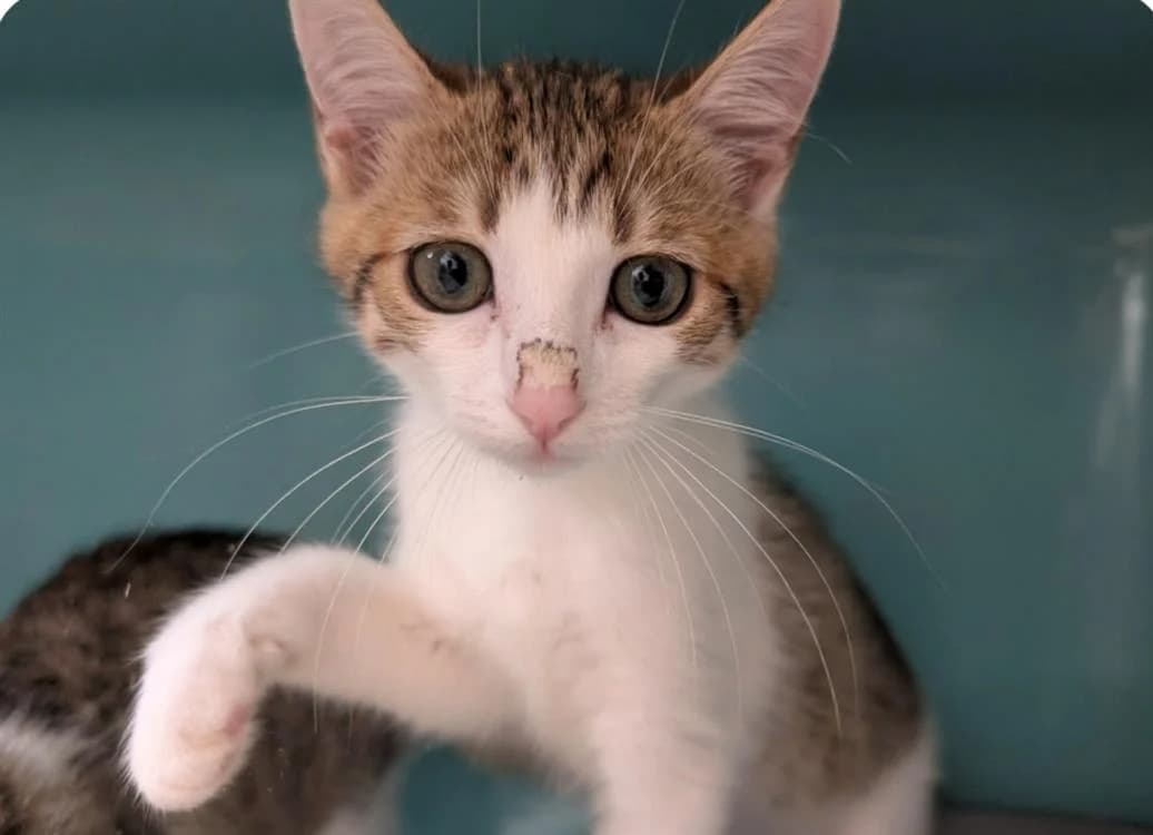 TOUMIMS, female Mixed Breed for adoption at SPA Thionville, Thionville