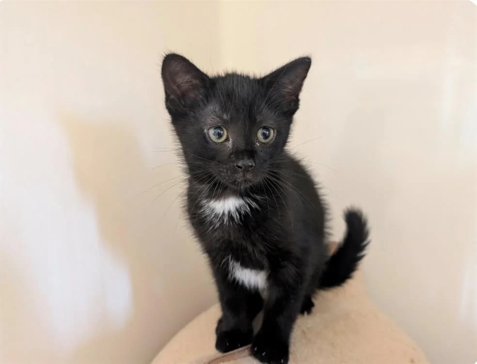 OREOL, male puppy Mixed Breed for adoption at SPA Thionville, Thionville