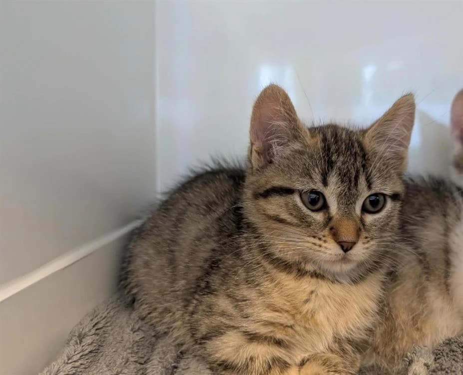 VIOLETTE, female Mixed Breed for adoption at SPA Thionville, Thionville