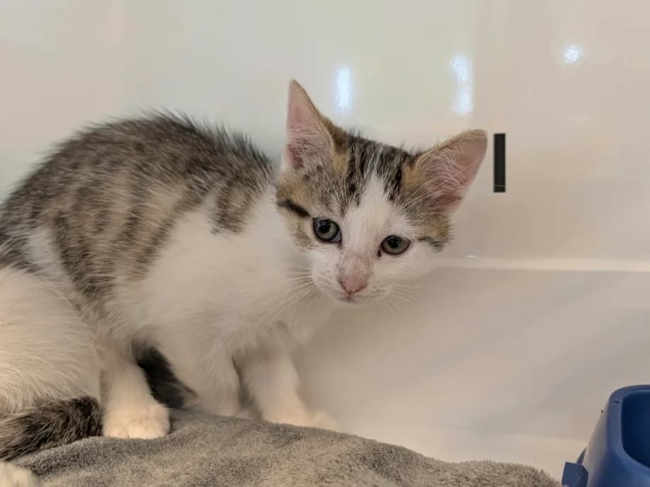 FUSHIA, female Mixed Breed for adoption at SPA Thionville, Thionville