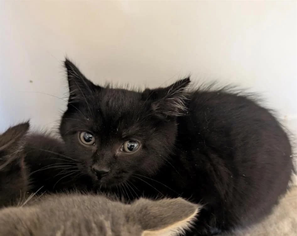 WENDY, female Mixed Breed for adoption at SPA Thionville, Thionville