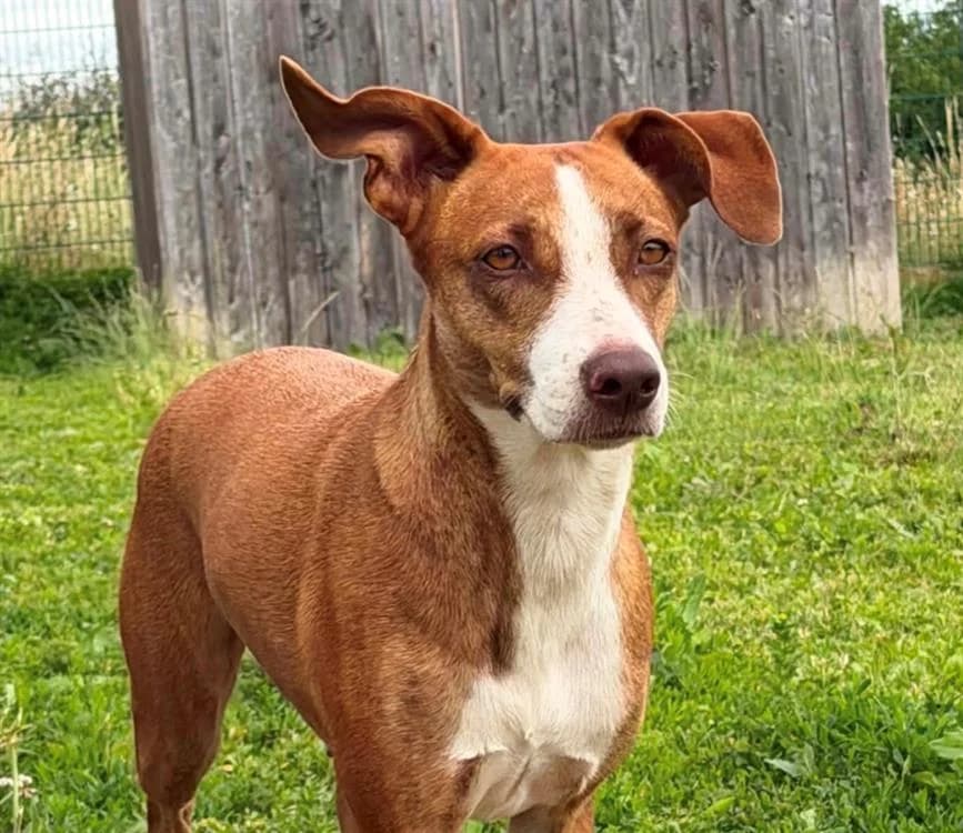 FROZEN, female 4yo Mixed Breed for adoption at SPA Thionville, Thionville
