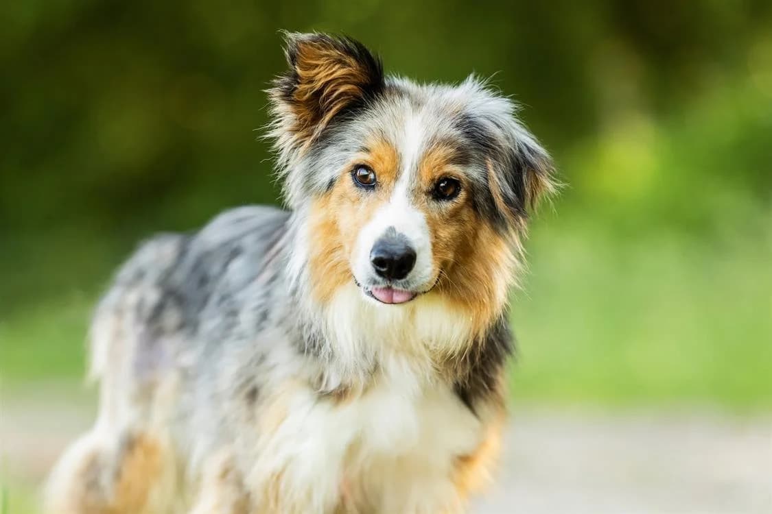 TIXIA, female 4yo Border Collie for adoption at SPA Thionville, Thionville