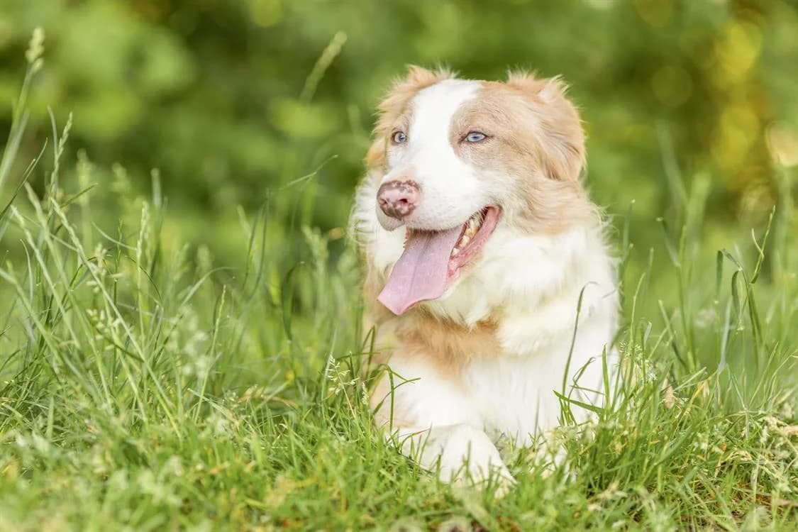 TINA, female young Border Collie for adoption at SPA Thionville, Thionville