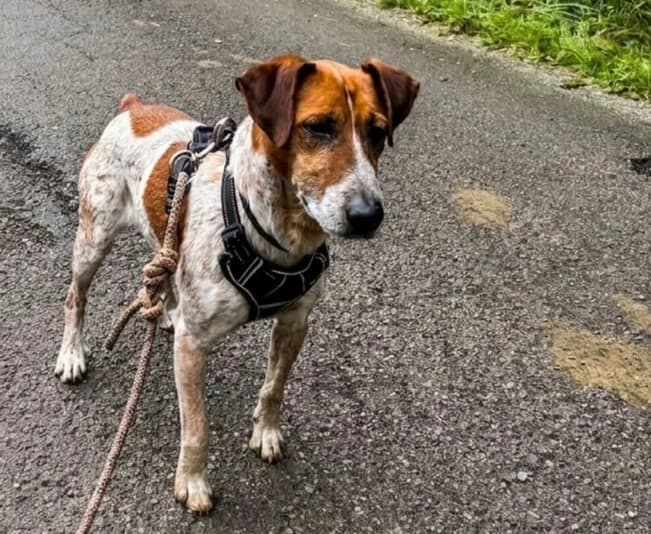 MAX, male 6yo Jack Russell Terrier for adoption at SPA Thionville, Thionville
