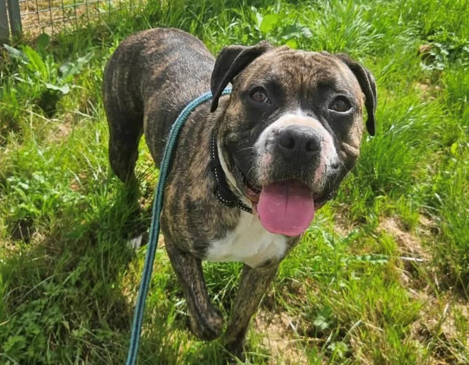 VANILLE, female young mixed breed for adoption at SPA Thionville, Thionville